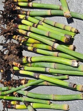 Horsetail Reed Plant  Equisetum Hyemale 6 Cuttings With Roots